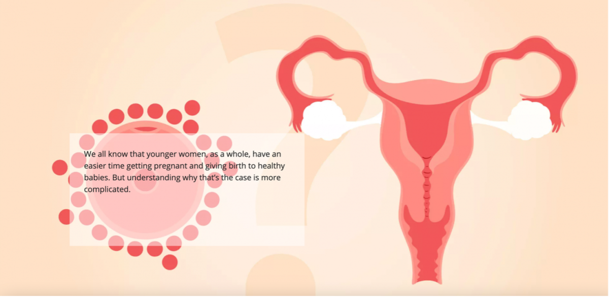 représentation graphique de l'utérus avec l'ovocyte.